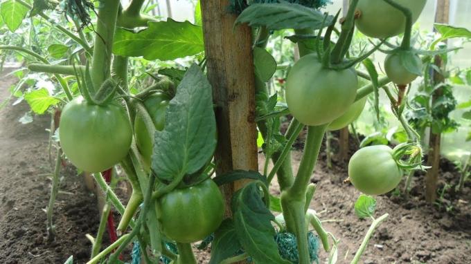 храстови домати трябва да бъдат добре проветрени и осветени