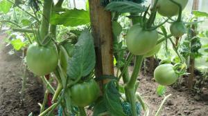 Правилно реже доматени листа - увеличаване на добива с 2 пъти