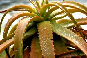 Помощ за любимите растения: защо жълт алое и какво да правя