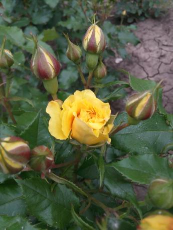 Моят любим жълто роза в градината се нуждае от подслон