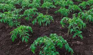 Как можем да се ускори растежа на засадени разсад от домати и пипер.