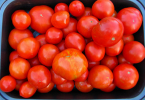 Когато сеят домати, в каква времева рамка? Съвети за начинаещи