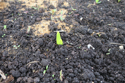 Gladioli расте бързо: през лятото, за да vymahal да завидни пропорции! Снимка: blogspot.com