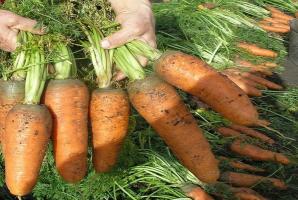 Как да се постигне отлична реколта от моркови.
