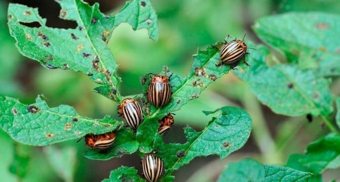 Колорадски бръмбар - главоболие на много растителни производителите