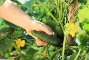 Отглеждане краставици: 10-честите грешки на градинар