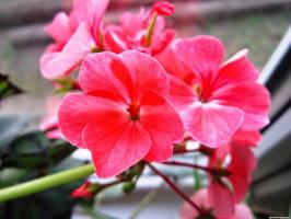 6 красива и верни многогодишни цветя (част 2)