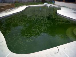 Как да се запишете на басейна: За да предотвратите цъфтеж на водорасли