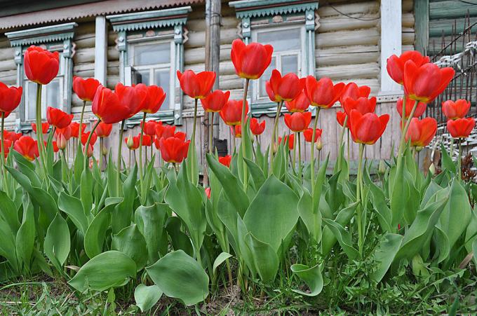 Червени лалета - вечни класики руски цветарство. Снимка: fotoload.ru