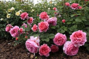 5 гафове интересуват от рози в градината