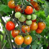 Водороден пероксид - превръзка за домати