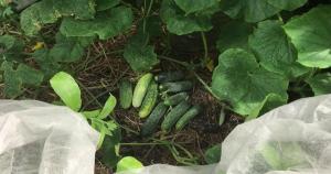 Как да се удължи плодните на краставици в градината до октомври.