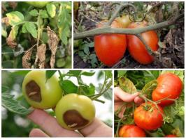 Битката за жетва лечение домати правилно