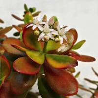 Crassula яйцевидни: особено внимание красив