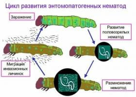 От тиган в огъня, защо не е необходимо да се унищожи нематоди червеи