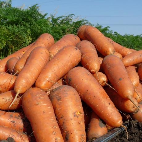 Затваряне на реколтата от моркови. Снимките в статията са взети от открити източници