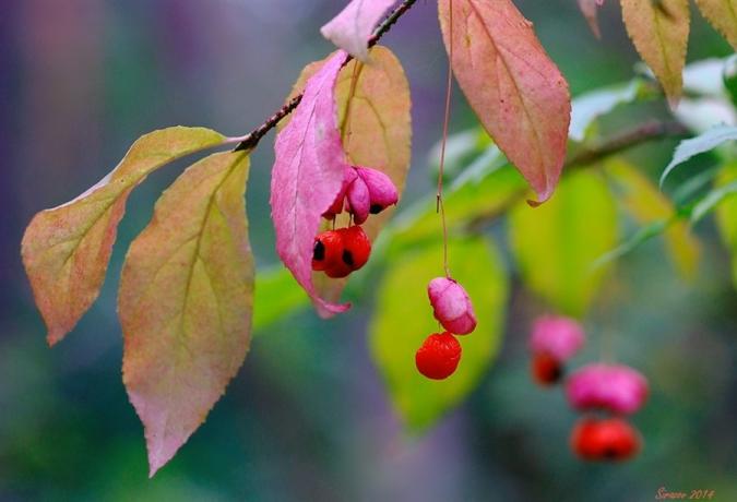 Макрофотографията горски плодове и листа от Euonymus (lifeisphoto.ru)