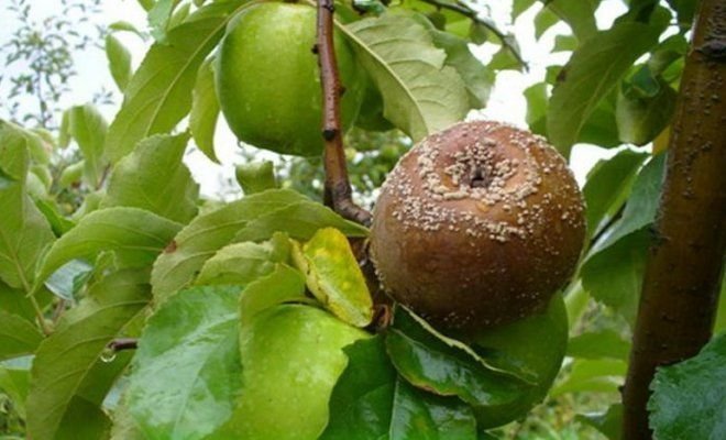 Плодове гният по ябълката (илюстрации за една статия, взета от Yandex. снимки)