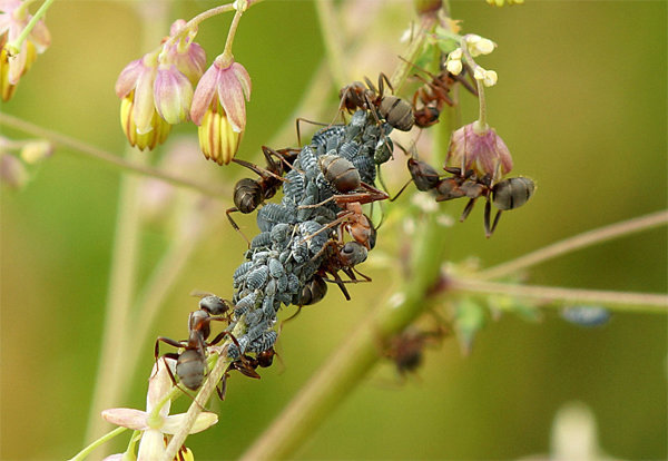 Листни въшки и мравките - чести спътници на всеки друг! Снимка за статията, взета от безплатен достъп до интернет.