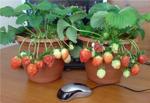 Пример вкарана ягода. Снимки за публикуване са взети от интернет