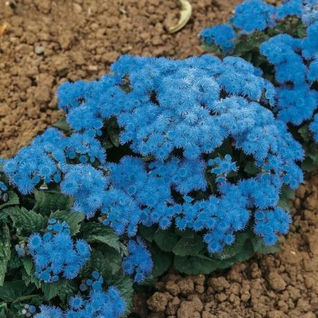 Blooming Ageratum (от сорта "синя топка"). Снимка от интернет