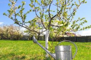 Пролет торене ябълкови дървета за изобилие плодните.