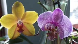 Колко години живее Orchid