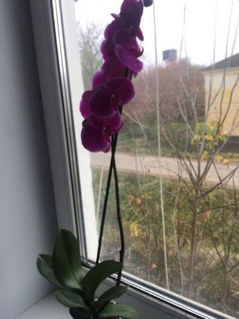 След добро поставяне ми орхидея веднага цъфнало