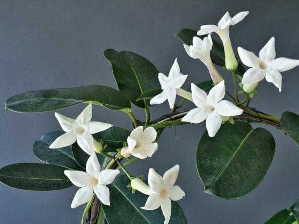 Лиана-оригинален не похвали изменчивост оцветители, но тя не се нуждае от: бели цветя изглеждат добре, много сладък. Особено, когато много от тях.