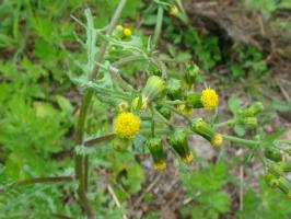 Herb расте под краката - Сенецион вулгарис