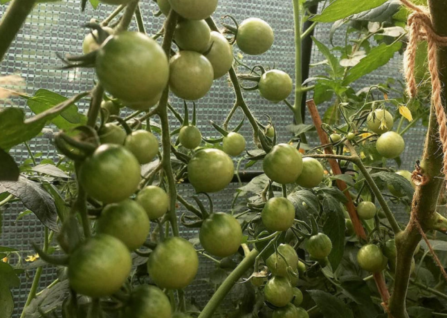 Плодовете в нарастващ двойни домати храсти не по-малки, отколкото в единични насаждения. 