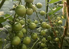 Ние растем домати за 2 бр. във всяко гнездо. Предимства и недостатъци