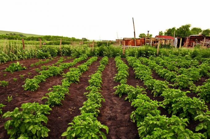 Картофена плантация - типичен атрибут на руската задния двор! Снимка за статията са взети от интернет