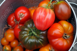 Първи домати реколта през юни. Моят опит