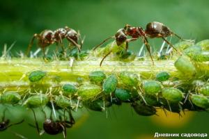 Да се ​​отървем от мравки с йод