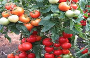 Тор за домати, което увеличава до 10 пъти образуването на яйчниците.