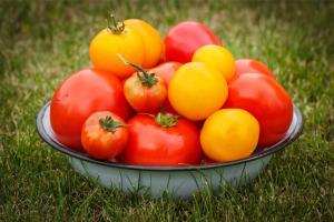 Ароматни сортове домати, които ще поставят на следващата година