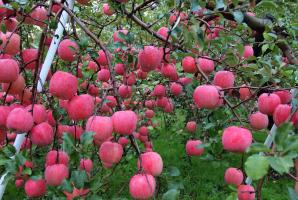 Защо едно ябълково дърво дава плод всяка година.