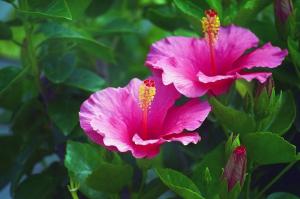 Hibiscus syriacus: как да растат и да се грижи