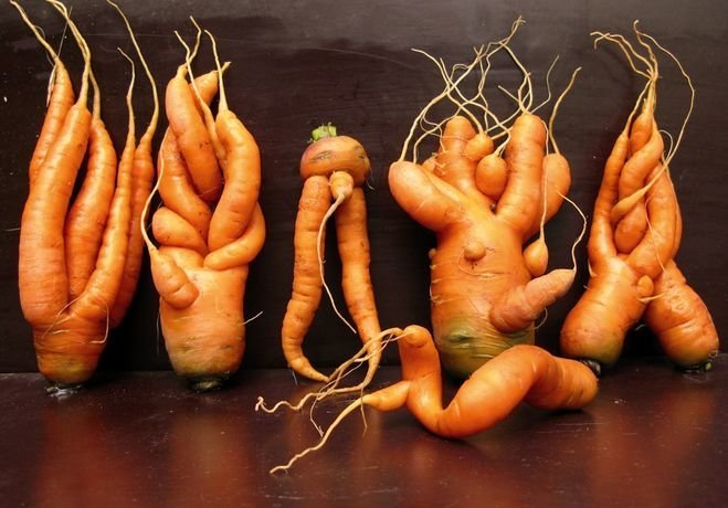 циркови уроди или защо моркова расте крива | Градинарство и градинарство