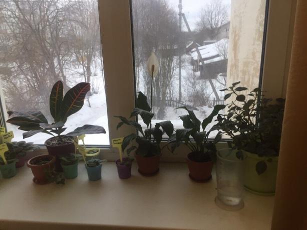 Саксийни растения на перваза на прозореца в спалнята ми. Три от тях скоро ще кажем сбогом!