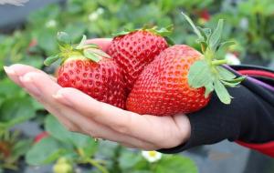 Задължително оплождане на ягоди през октомври за отлична реколта през следващата година