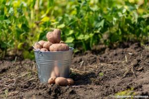Невероятно начин за окопаване на картофи