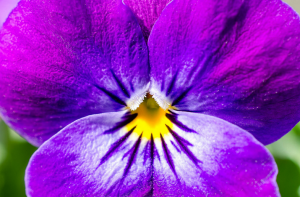 5 красиви цветя, биеналета за вашите цветни лехи