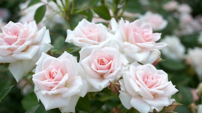Ароматни рози в градината (снимка) -desktopwallpapers4.me на