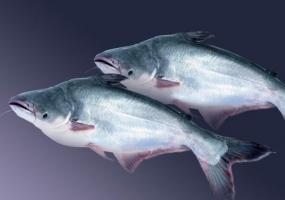 Пангасиус риба: доброто и мнения
