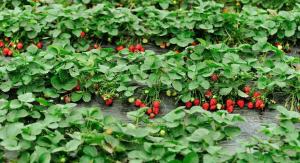 Щях да забравя да оплоди ягоди през есента: необходимо е да се отново да се насладите на реколтата