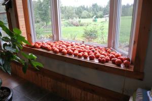 Изсипете-ка 4 правилните начини за ускоряване на процеса на узряване домати на перваза на прозореца