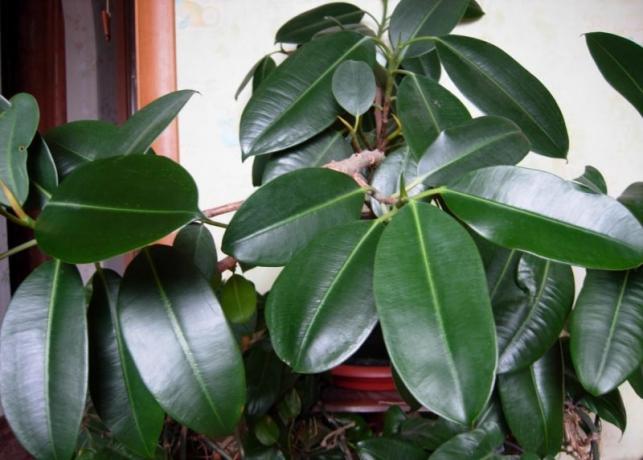 Ficus - класика в жанра на домашно цветарство. Аз наистина харесвам Ficus benjamina, но за начинаещи ще бъде трудно с него. Но вида на гума ще представи без изненади! Снимка: cdn.intesense.ru