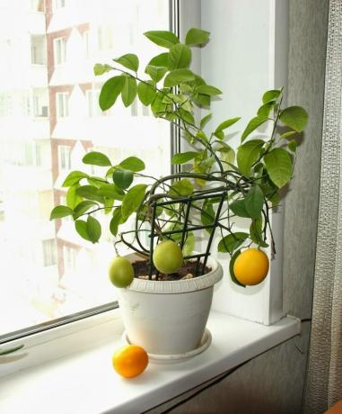 Лимон може да се отглежда от семена. Вижте: http://landshaftportal.ru/wp-content/uploads/2017/08/Limon-65.jpg